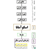 گونه مار کرمی‌شکل برهمایی Brahminy blindsnake